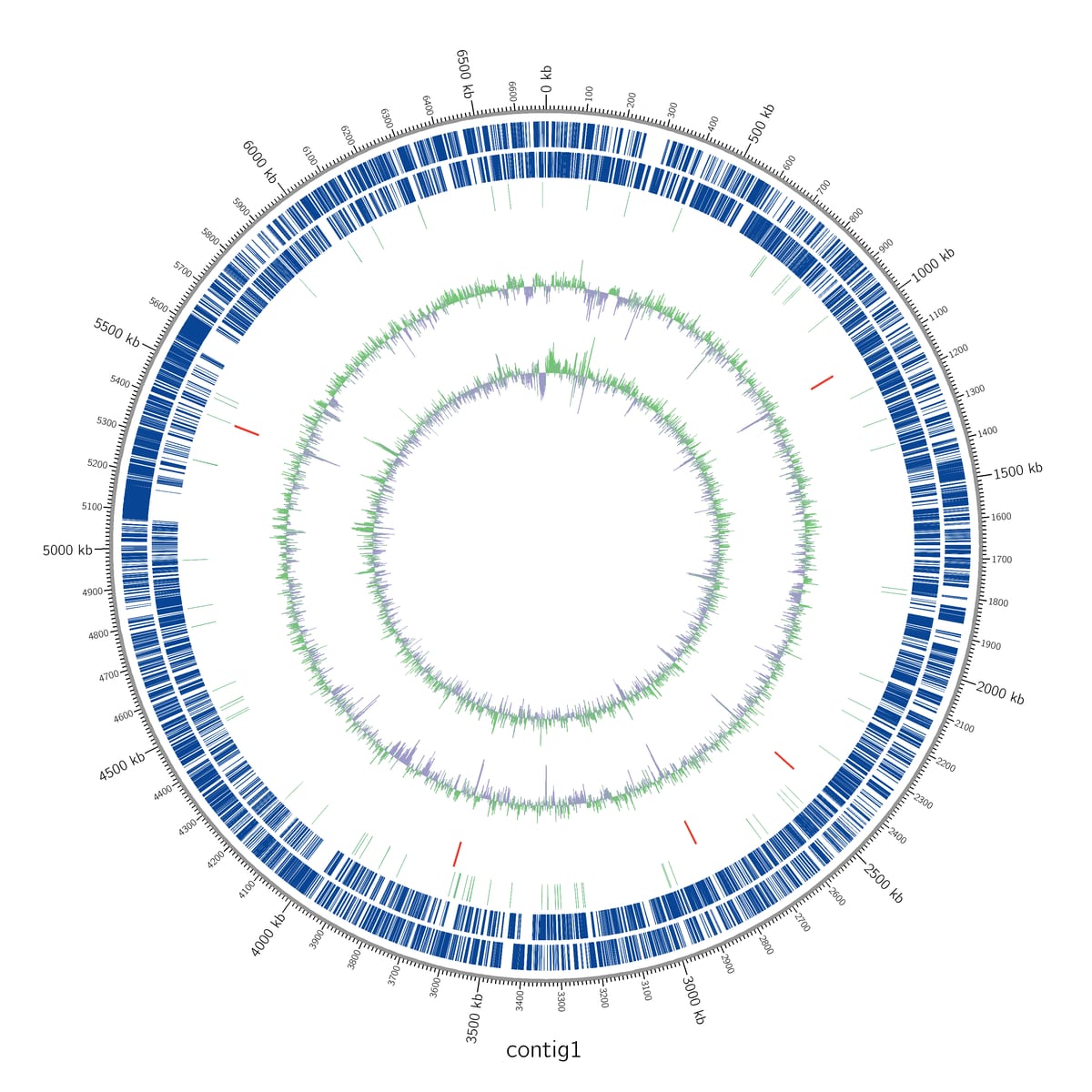 Mapa circular Circos del contig1 del reporte de ejemplo, con anillos de CDS en hebra directa y reversa, tRNA, rRNA, contenido GC y GC skew