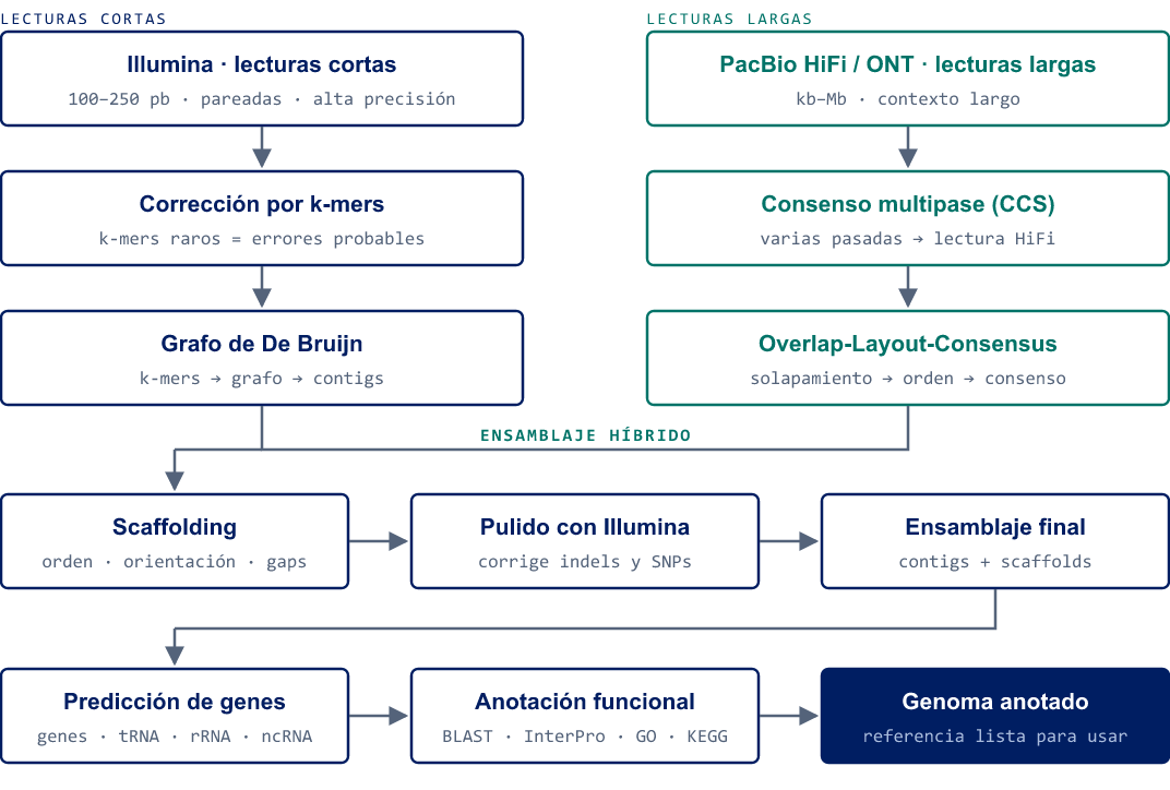 Arquitectura del pipeline de ensamblaje de novo híbrido: lecturas cortas Illumina y largas PacBio/ONT pasan por corrección y ensamblaje, convergen en scaffolding, pulido y ensamblaje final, y terminan en predicción de genes, anotación funcional y genoma anotado