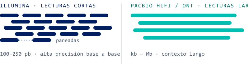 Lecturas cortas Illumina de 100 a 250 pares de bases frente a lecturas largas PacBio HiFi u ONT de kilobases a megabases
