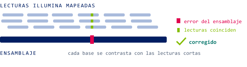 Lecturas Illumina mapeadas sobre el ensamblaje señalan una base errónea que se corrige