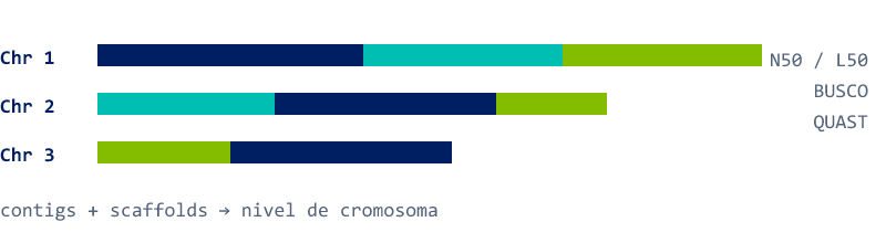 Tres cromosomas ensamblados a partir de contigs y scaffolds
