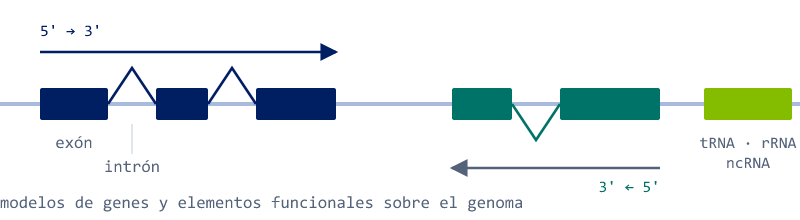Modelos de genes sobre el genoma con exones e intrones en ambas hebras y un elemento no codificante