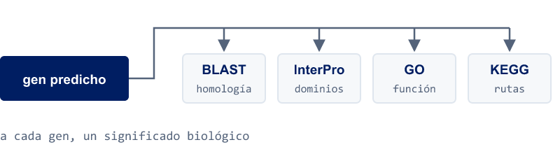 Un gen predicho se conecta con BLAST, InterPro, GO y KEGG para su anotación funcional